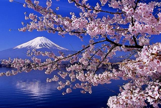 日本哪些地方樱花最好看？